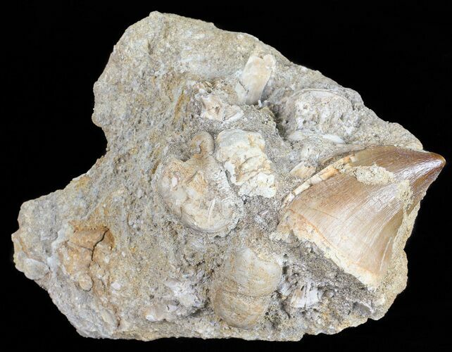 Bargain, Mosasaur (Prognathodon) Tooth In Rock - Morocco #57655